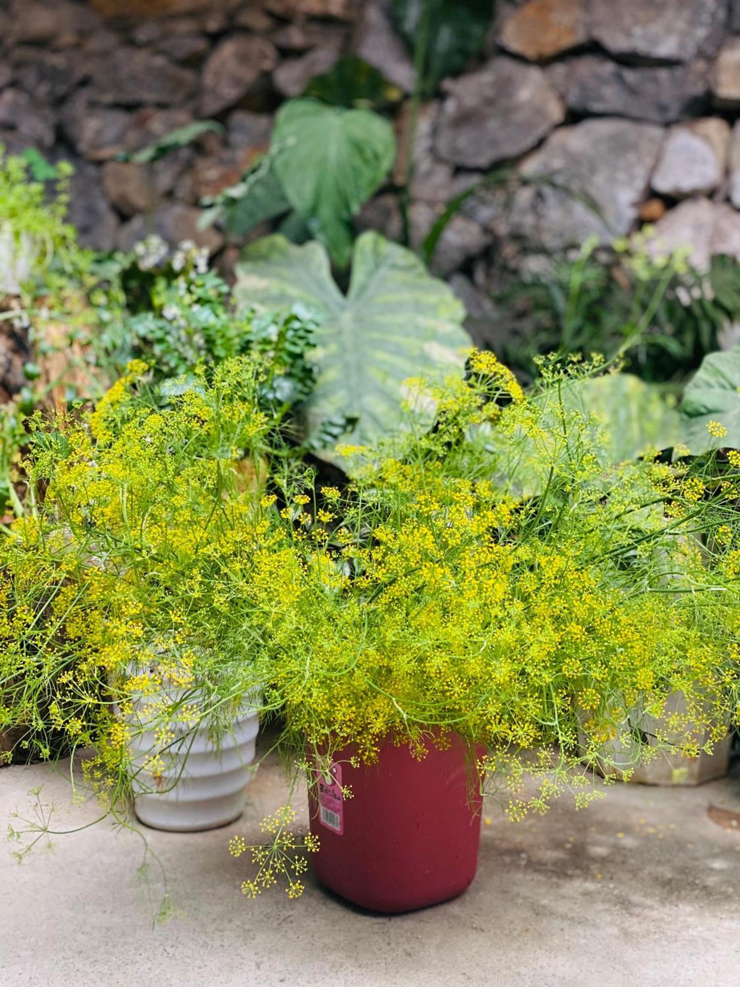 Le Petit Home دونغ فان المظهر الخارجي الصورة